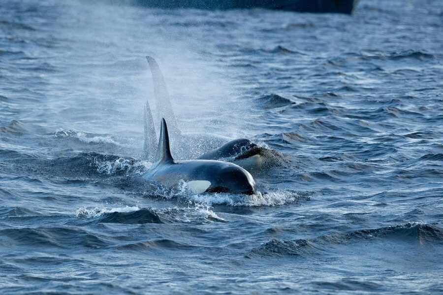Skjervøy: Orca and Whale-Watching comfort heated Boat Trip - Who will enjoy this Skjervøy safari?