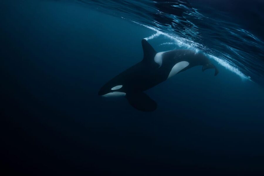 Skjervøy: Orca and Whale-Watching comfort heated Boat Trip - Should you book the heated whale boat?