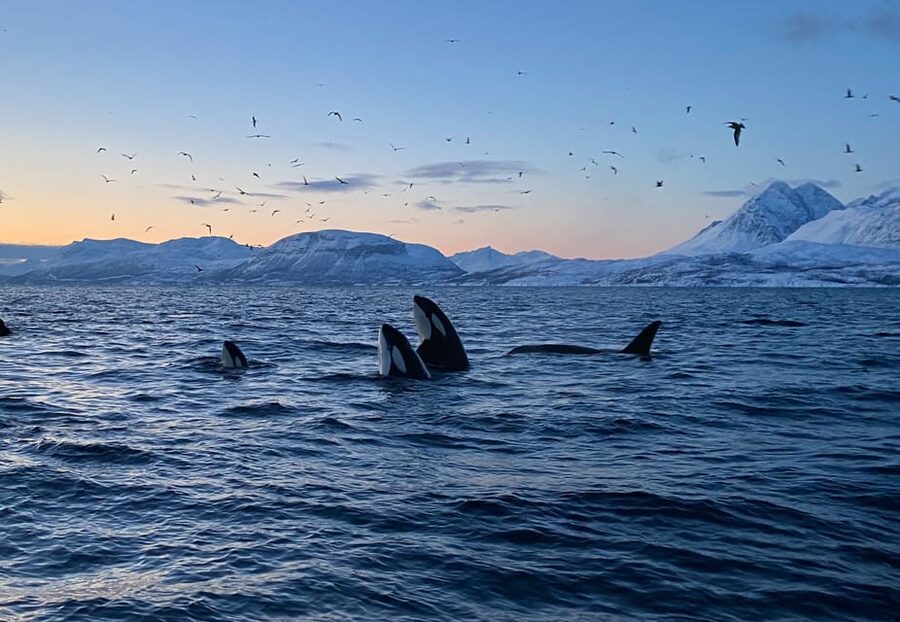Skjervøy: Whale and Orca Watching Tour by RIB Boat - Key points before you book