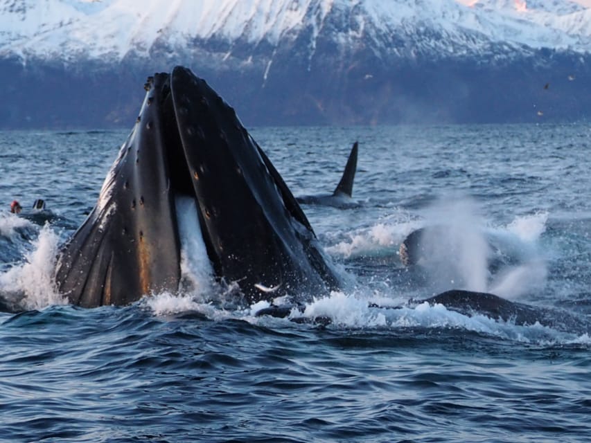 Skjervøy: Whale and Orca Watching Tour by RIB Boat - A note about mixed outcomes