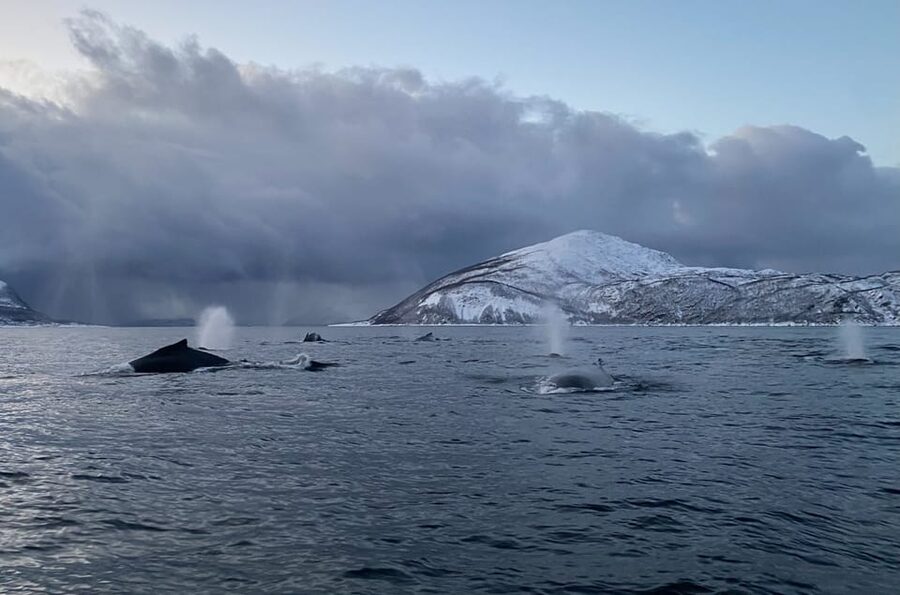 Skjervøy: Whale and Orca Watching Tour by RIB Boat - Starting at Strandveien 70 in Skjervøy