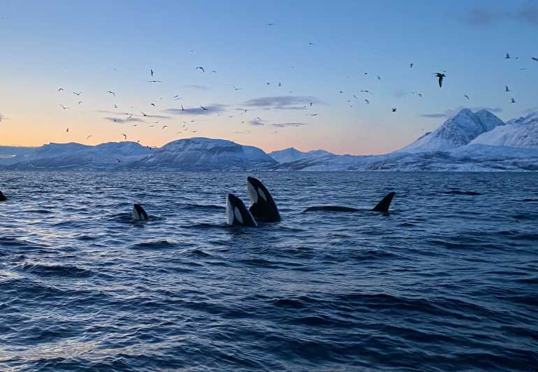 Skjervøy: Whale and Orca Watching Tour by RIB Boat - Searching for orcas, humpbacks, fin whales, and sperm whales