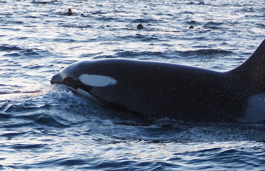 Skjervøy: Whale and Orca Watching Tour by RIB Boat - What a strong wildlife encounter can look like