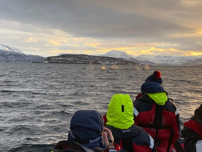 Skjervøy: Whale and Orca Watching Tour by RIB Boat - The Arctic setting adds to the trip