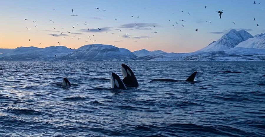 Skjervøy: Whale and Orca Watching Tour by RIB Boat - Is $240 a fair price?