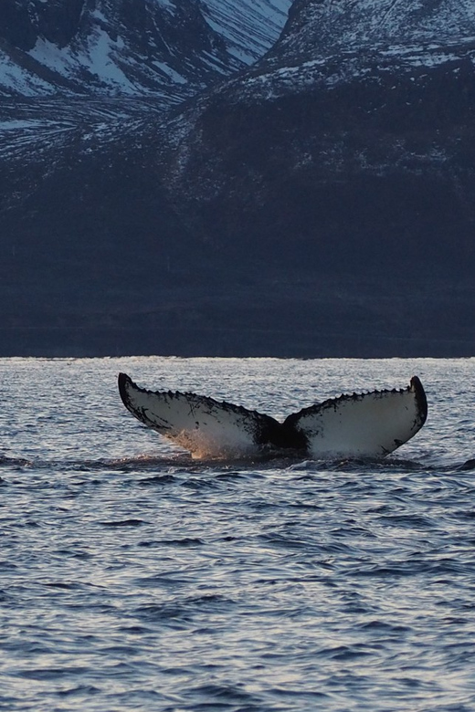 Skjervøy: Whale and Orca Watching Tour by RIB Boat - Who should take this RIB tour?