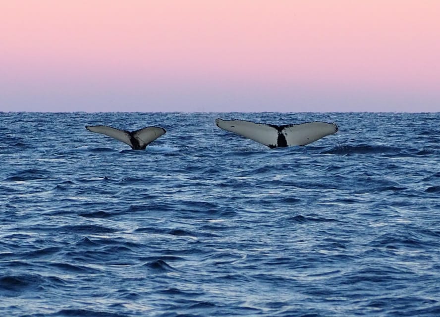 Skjervøy: Whale and Orca Watching Tour by RIB Boat - Practical preparation for a winter departure