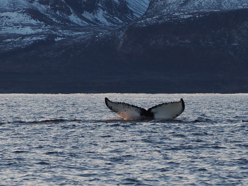 Skjervøy: Whale and Orca Watching Tour by RIB Boat - Three hours by high-speed RIB boat