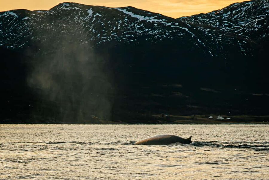 Skjervøy: Whale Watching with RIB Boat and Local Guide - Key points at a glance