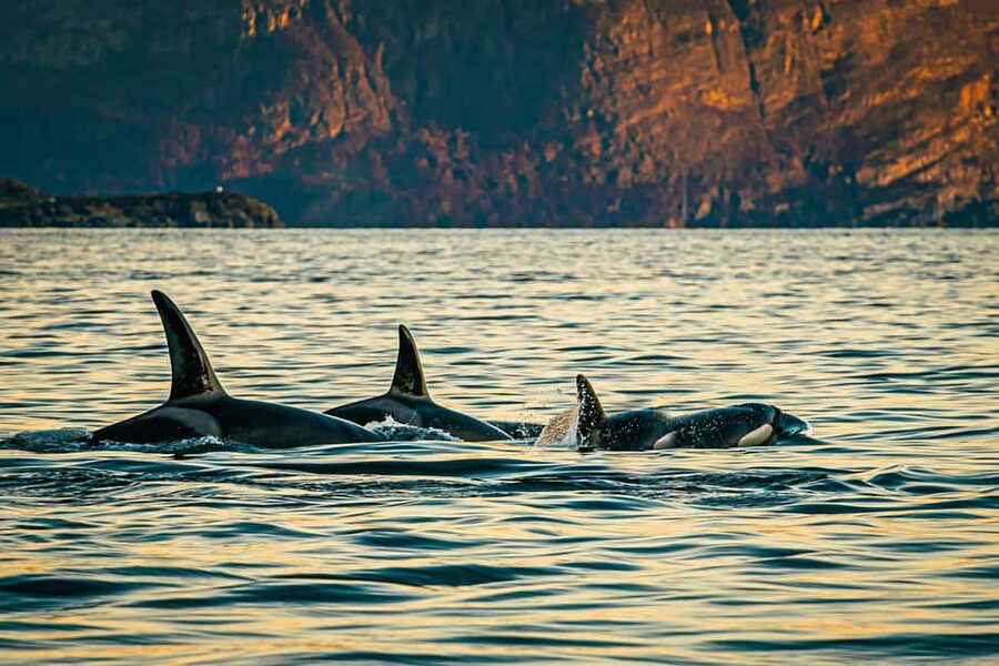 Skjervøy: Whale Watching with RIB Boat and Local Guide - Why Skjervøy is the right place for winter whales