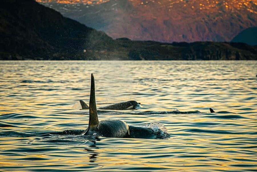 Skjervøy: Whale Watching with RIB Boat and Local Guide - The three-hour route from harbor to whales