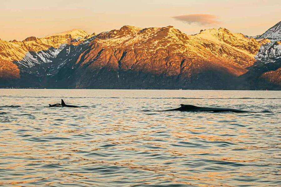 Skjervøy: Whale Watching with RIB Boat and Local Guide - What makes the RIB ride special