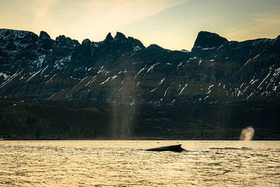 Skjervøy: Whale Watching with RIB Boat and Local Guide - Value, flexibility, and the right type of visitor