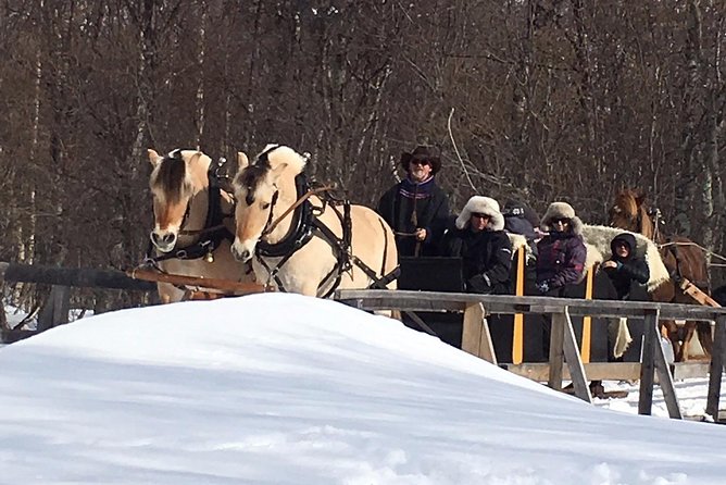 Sleigh Ride w/ snacks - Experience Arctic Farm Life - A family farm outside Alta