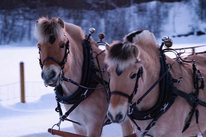 Sleigh Ride w/ snacks - Experience Arctic Farm Life - The sleigh ride through snow and forest
