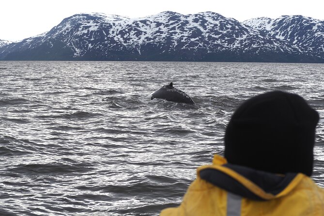 Small group Whale watching - Key points to know before you book