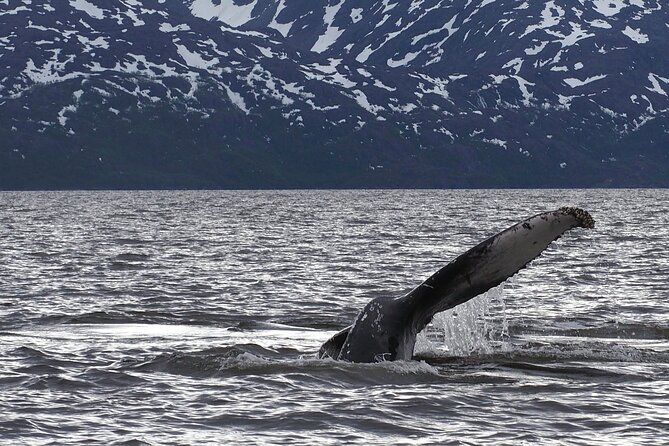 Small group Whale watching - Why whale watching in Altafjord is special