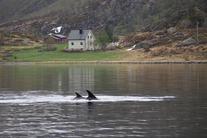 Small group Whale watching - What you might see, and what you might not