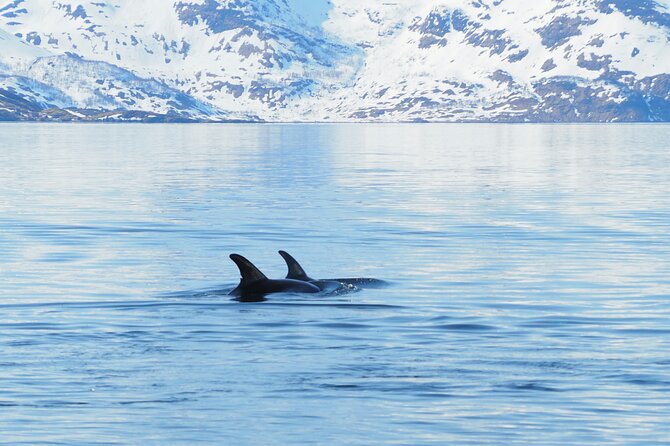 Small group Whale watching - Is $285.87 a fair price?