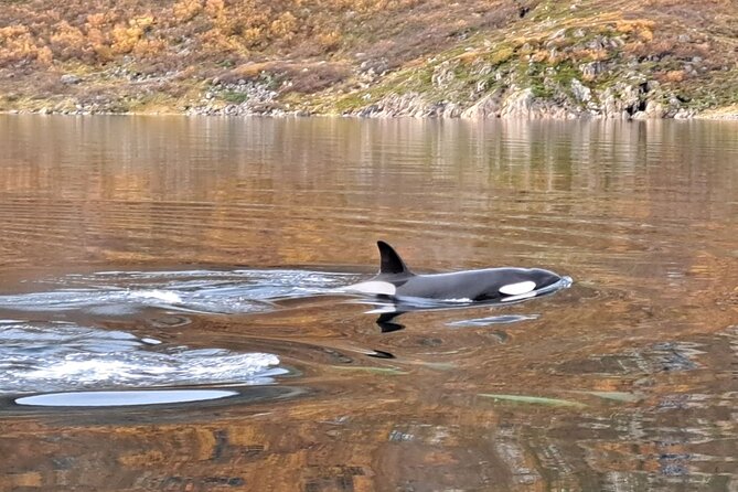Small group Whale watching - Who should book this Alta whale tour?