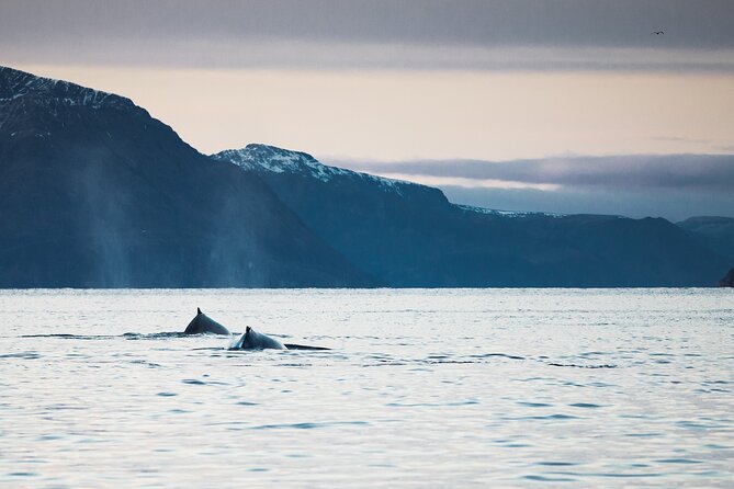 Small Group Whale Watching by RIB - Guides who shape the experience