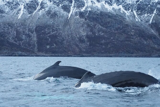 Small group Whale watching - Starting at Komsaveien 2 in Alta