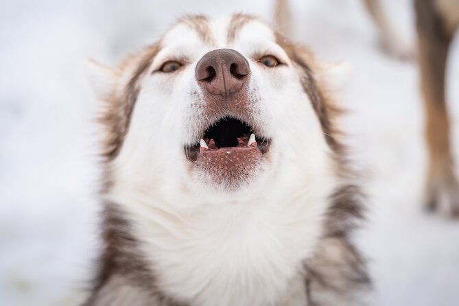 Small Group Wilderness Husky Sledding 2h from Tromsø (car needed) - Key things to know before you go