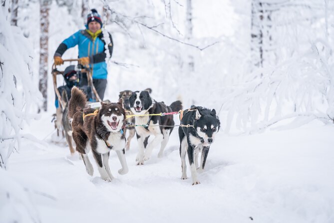 Small Group Wilderness Husky Sledding 2h from Tromsø (car needed) - Arriving in Øverbygd by car