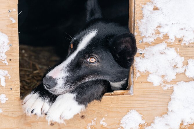 Small Group Wilderness Husky Sledding 2h from Tromsø (car needed) - Learning to drive a two-person sled