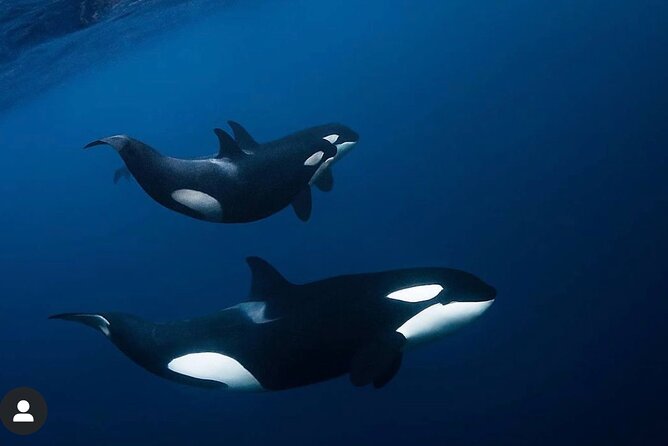 Snorkeling with Orcas In Norway, 4 days All-Inclusive expedition - Tromsø to Skjervøy aboard the Arctic Eagle