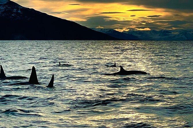 Snorkeling with Orcas In Norway, 4 days All-Inclusive expedition - What the whale encounters can feel like