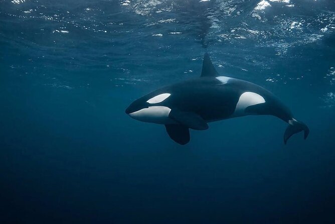 Snorkeling with Orcas In Norway, 4 days All-Inclusive expedition - Getting ready for cold Arctic water