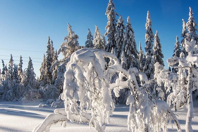 Snowshoe Tour in Winter Wonderland - Oslo - Walking through Oslomarka’s winter forest