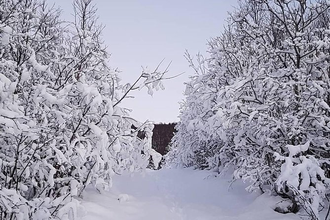 Snowshoeing With A View - From Tromsø’s Stortorget to a Quiet Basecamp
