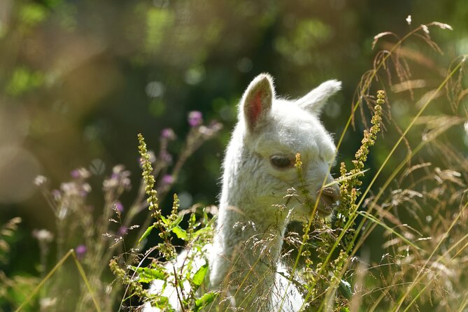 Steim Farm Experience in Vik, Norway - Meeting the alpacas and Muscovy ducks