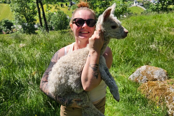 Steim Farm Experience in Vik, Norway - The barn, stables, and everyday farm details