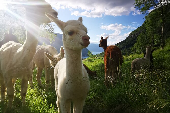 Steim Farm Experience in Vik, Norway - Looking over Vikøyri and Hove Stone Church