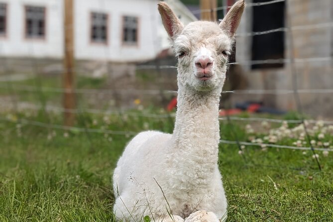 Steim Farm Experience in Vik, Norway - Timing, pickup, and group size