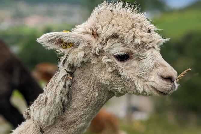 Steim Farm Experience in Vik, Norway - Who will enjoy Steim Farm most?