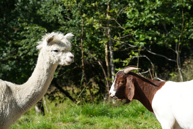 Steim Farm Experience in Vik, Norway - From green grass to animal feed