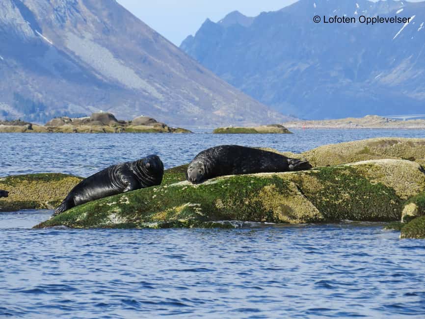 Summer Snorkeling with Grey Seals - Searching Lofoten’s fjords for grey seals