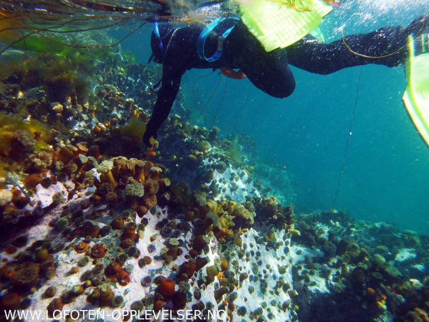 Summer Snorkeling with Grey Seals - Why the dry suit makes this possible