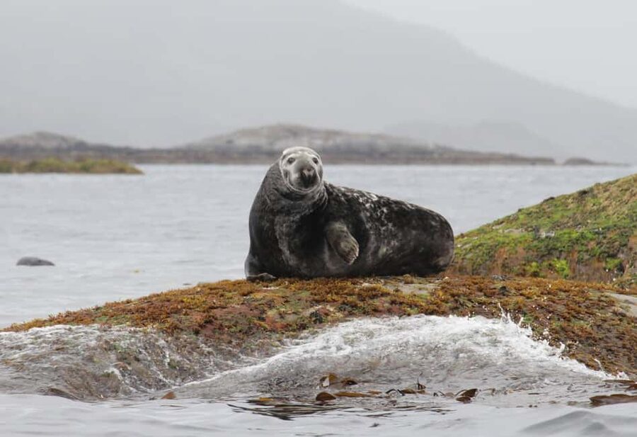 Summer Snorkeling with Grey Seals - The 30-minute briefing in Henningsvær
