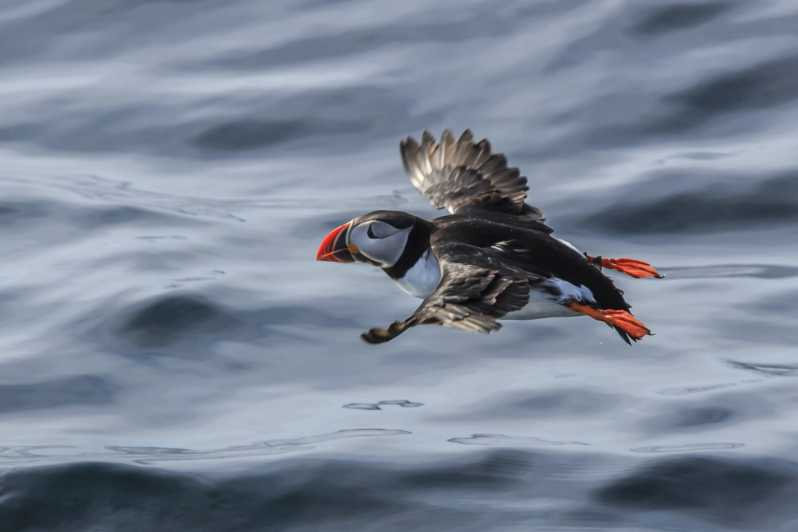 The Bird Safari Tour - Gjesvær, a small fishing village with a long past
