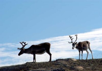 The North Cape Midnight Tour