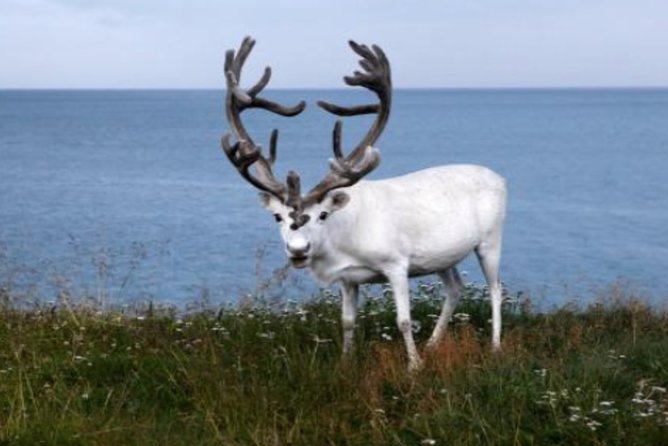 The North Cape, Reindeer and Sami Families Tour - Time at the North Cape: the crucial practical detail