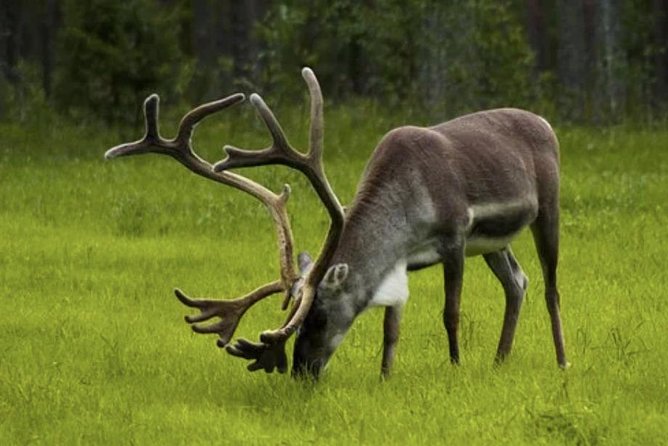 The North Cape, Reindeer and Sami Families Tour - Reindeer sightings and the Sami stop