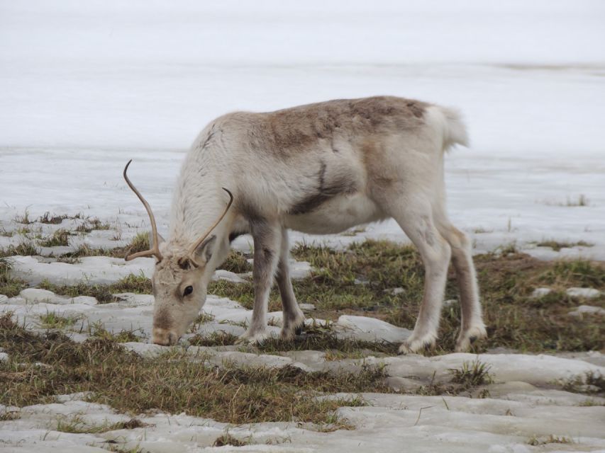 Tromso: All-Inclusive Arctic Fjords and Sommarøy Scenic Tour - Who should book this Sommarøy day trip?