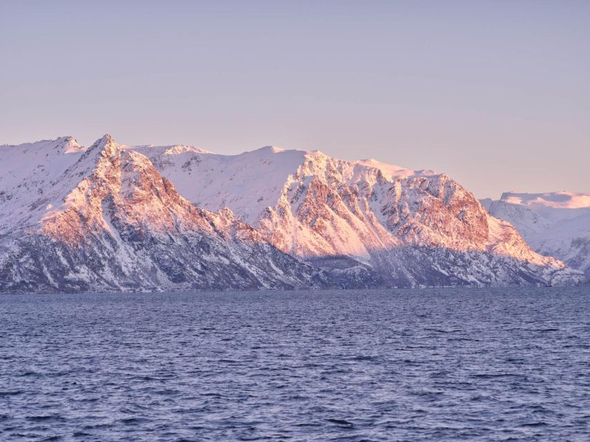 Tromsø: Arctic Fjord Cruise in Polar Landscapes - Why the Catamaran’s Comfort Matters