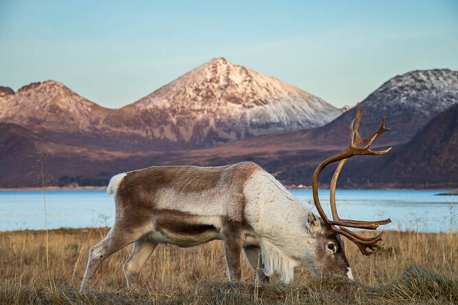 Tromsø: Arctic Landscapes Hiking / Snowshoeing Tour in the wild - Is $166.54 a fair price?